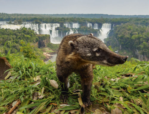 Latin American itineraries: Iguazu Falls